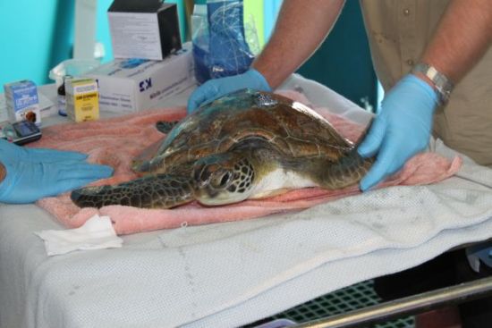 Turtles return to the sea